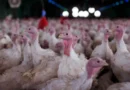 Agricultura confirma foco de doença de Newcastle em Santa Catarina