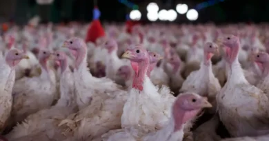 Agricultura confirma foco de doença de Newcastle em Santa Catarina
