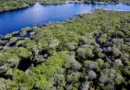 Desmatamento em áreas protegidas da Amazônia e do Cerrado tem queda