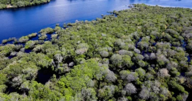 Desmatamento em áreas protegidas da Amazônia e do Cerrado tem queda